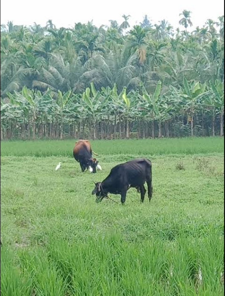 പ്രമാണം:19863 IMG 6.png