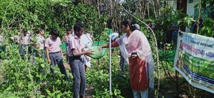 25461-vegetable garden 3.jpeg