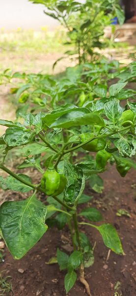 പ്രമാണം:Alpam erivu.jpeg