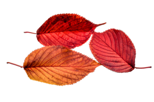 Fall-1768383 640.png