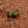 പച്ചയുറുമ്പ്(Green ant)