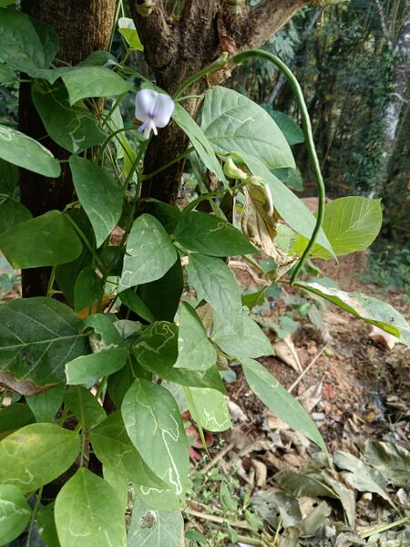 പ്രമാണം:18679 UYDGY25-26.jpg