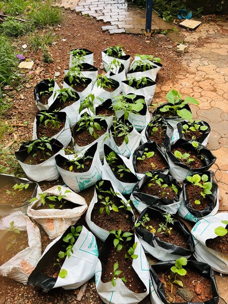 പ്രമാണം:19867 VEGETABLE GARDEN.jpg