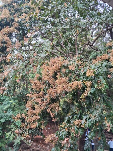 പ്രമാണം:20004 aviltree.jpg