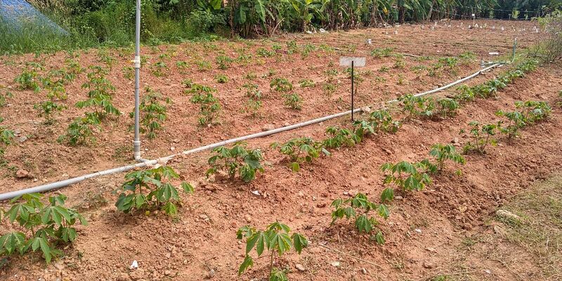 പ്രമാണം:25042 kitchen garden 1.jpg