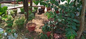 42030-school garden.jpg