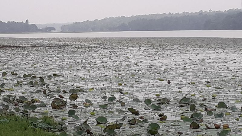 പ്രമാണം:44050 19 7.jpg