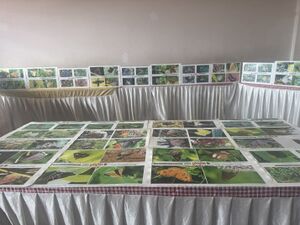 19112 mes sasthrolsavam 2025B.JPG