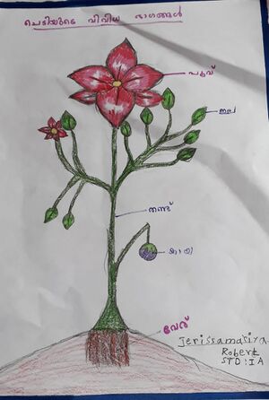 23504-TSR-KUNJ-JERISSA MARIYA-.jpg