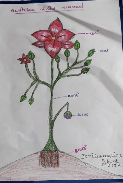 പ്രമാണം:23504-TSR-KUNJ-JERISSA MARIYA-.jpg