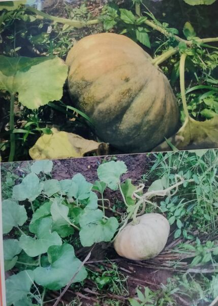 പ്രമാണം:36053 jaivam8.jpg