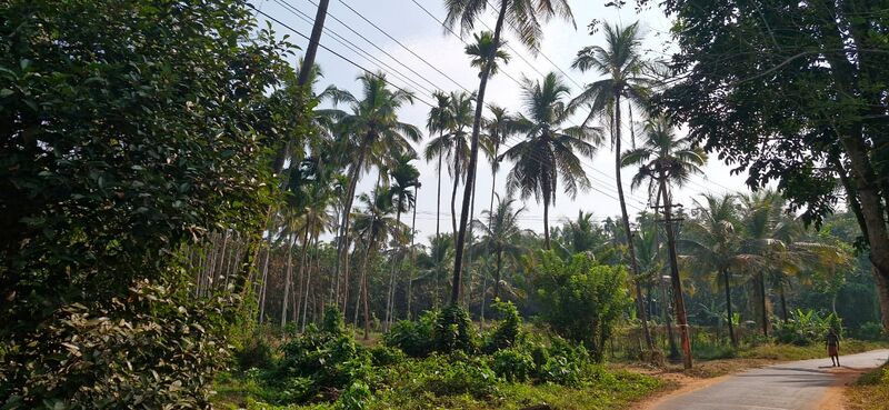 പ്രമാണം:48435 nature.jpg