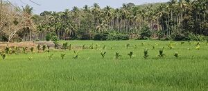 48441 vayal ente gramam.jpg