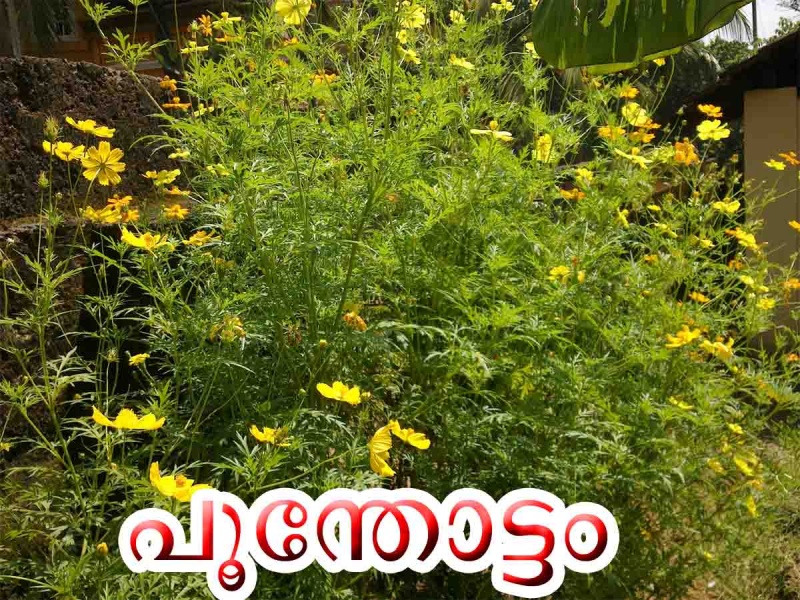 പ്രമാണം:Poonthottam 2.jpg