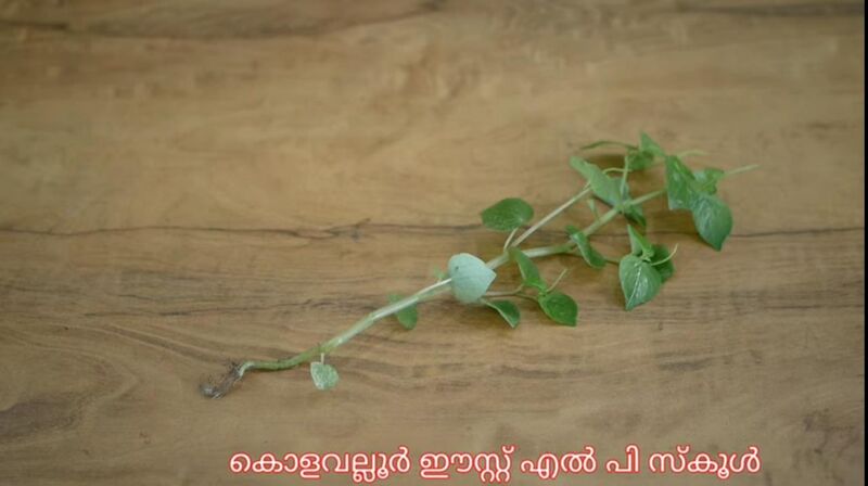 പ്രമാണം:14511 10.jpeg