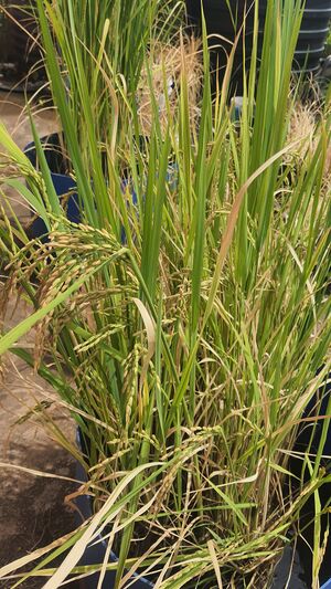 26059 2023 agiculture 1.jpg