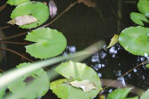 44050 22 15 a19.jpeg