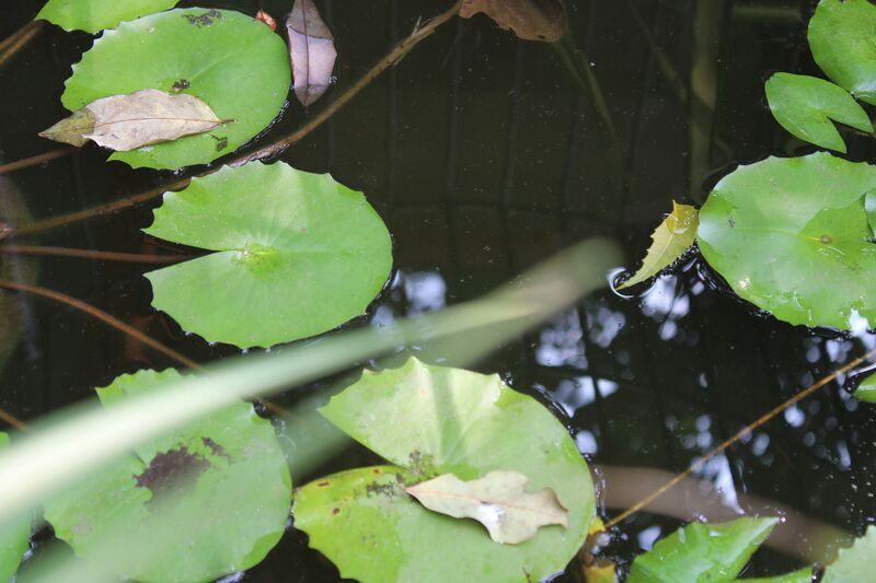 പ്രമാണം:44050 22 15 a19.jpeg