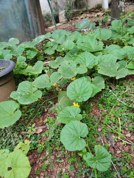 പ്രമാണം:Photo veg 3.jpeg