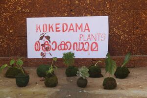17010-world evironment day -kokedama .JPG