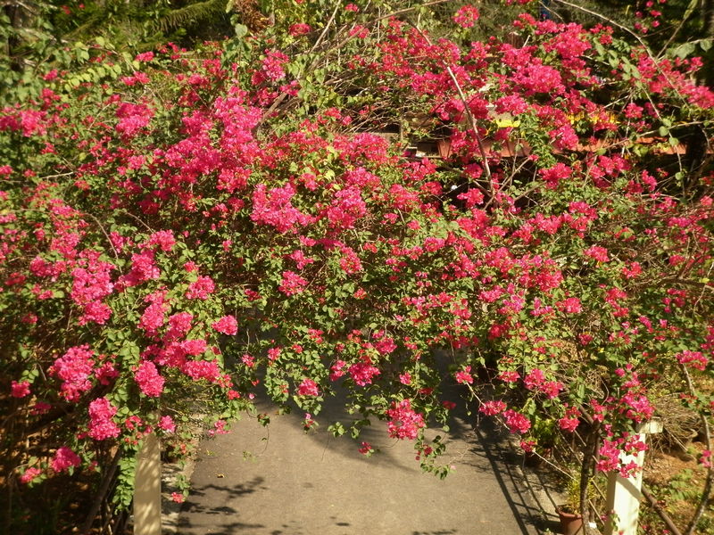 പ്രമാണം:28022 01.JPG