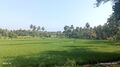 PADDY FIELDS