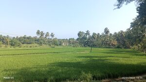 21744.PADDY FIELDS.jpg