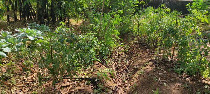 പ്രമാണം:41069 veg2..jpg