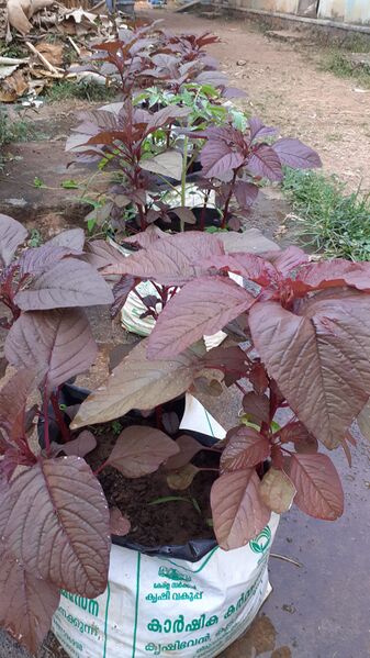 പ്രമാണം:43013 cheera.jpg