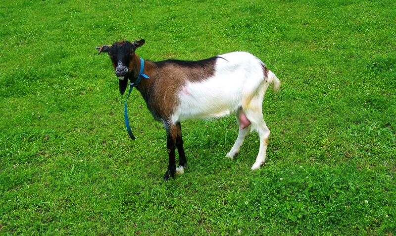 പ്രമാണം:Goat.jpg
