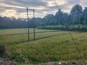 28218 ente gramam.jpg