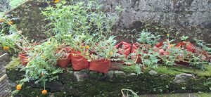 38077 Vegitable Garden 2025 5.jpg
