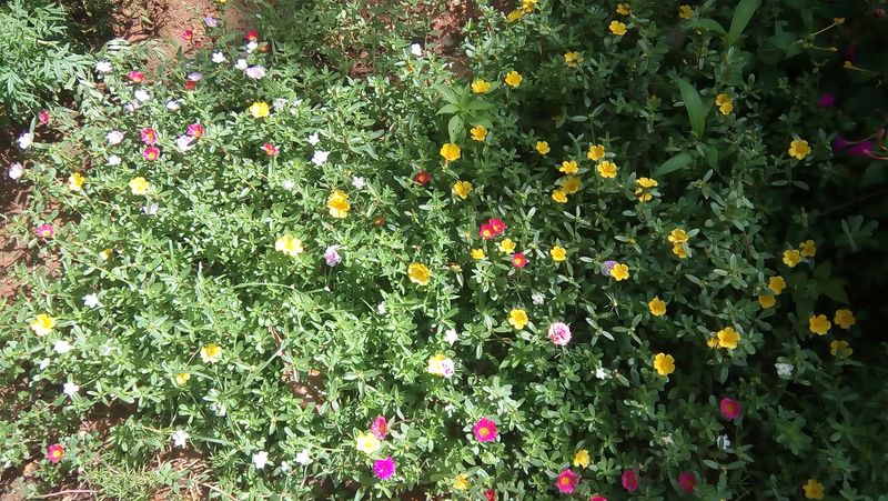 പ്രമാണം:44050 592.jpg