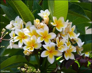 Plumeria-wiki-Zachi-Evenor-001a.jpg