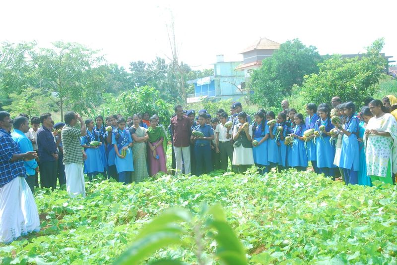 പ്രമാണം:Kakkat pachakari1.jpeg