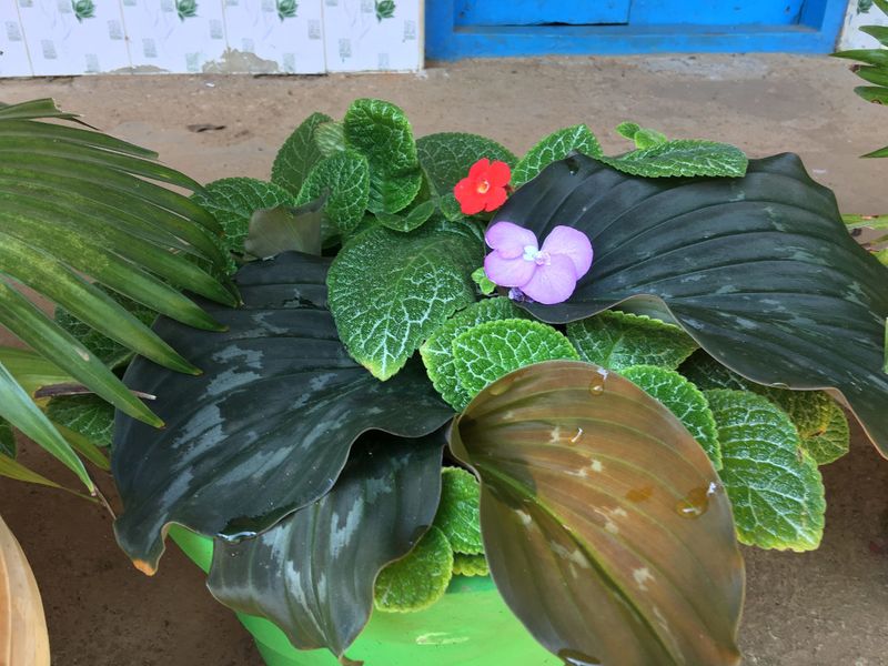 പ്രമാണം:28012 SP 1920 300.jpeg