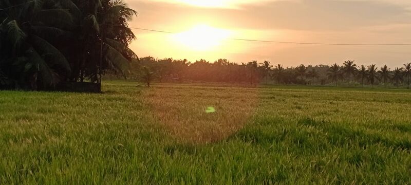 പ്രമാണം:19253-Nature 1.jpeg