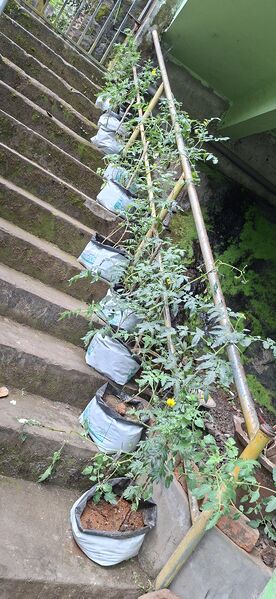 പ്രമാണം:38077 Vegitable Garden 2025 12.jpg