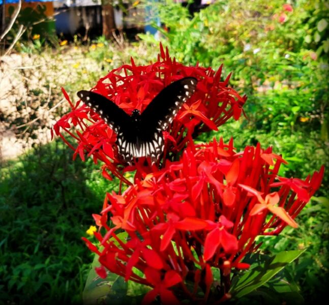 പ്രമാണം:43244 b15.jpg