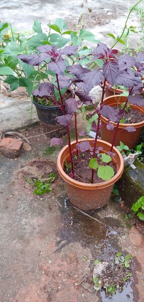 പ്രമാണം:44018 c3.jpg