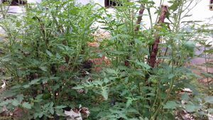 WhatsApp Image 2018-10-29 at 6.59.17 PM(2).jpeg