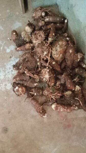 പ്രമാണം:18011 glimpses of farming7.jpg