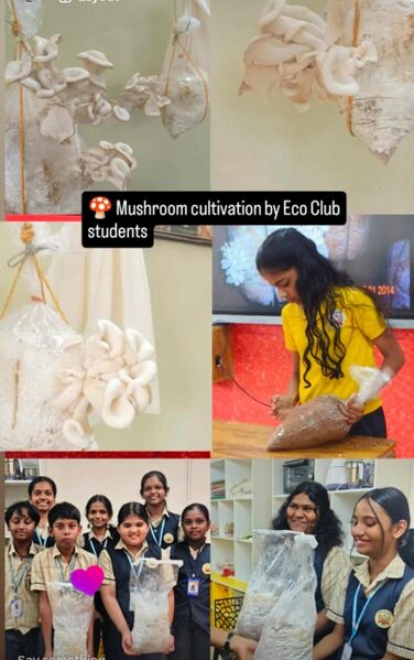പ്രമാണം:Mashroom 43073.jpg