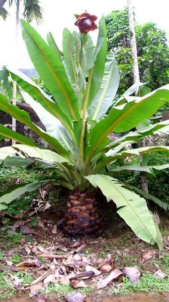 പ്രമാണം:47234 kalluvaazha.jpeg