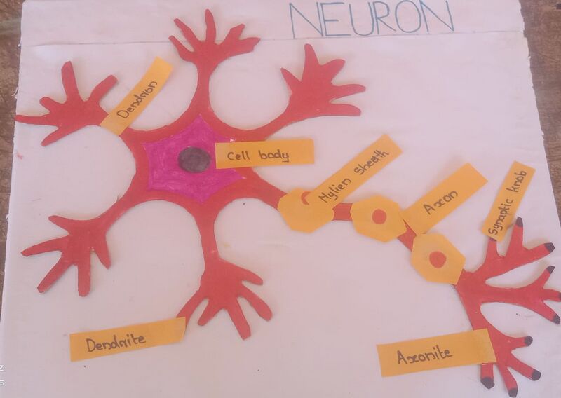പ്രമാണം:NEURON 4.jpg