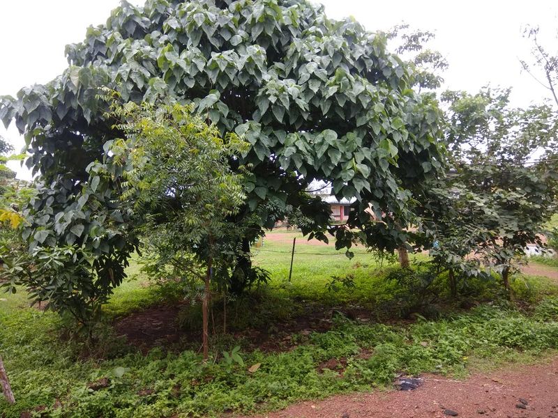 പ്രമാണം:വളരുന്ന വനം.jpeg