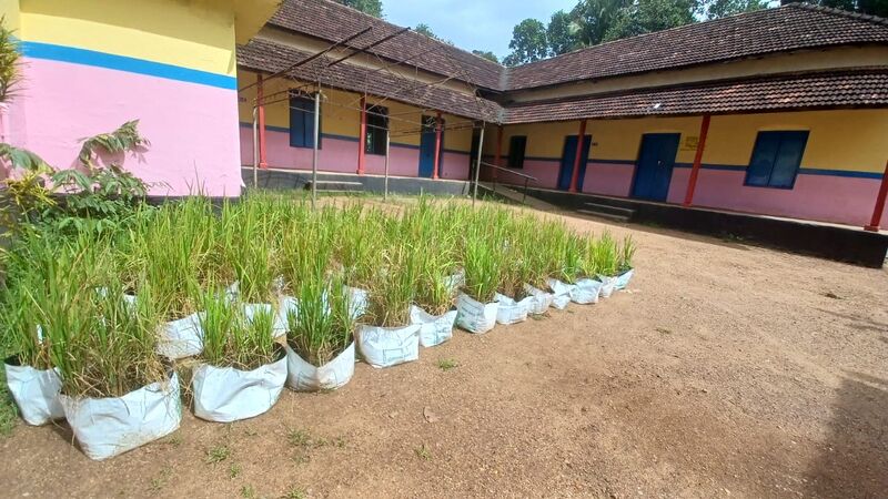 പ്രമാണം:36033 seed7.jpg