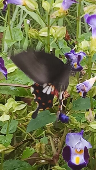 പ്രമാണം:43244 b35.jpg