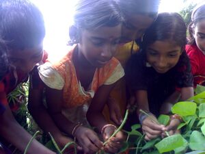 19833 krishi 181.jpg