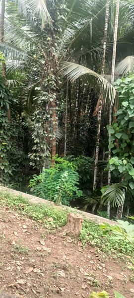 പ്രമാണം:17541 NATURE.jpg